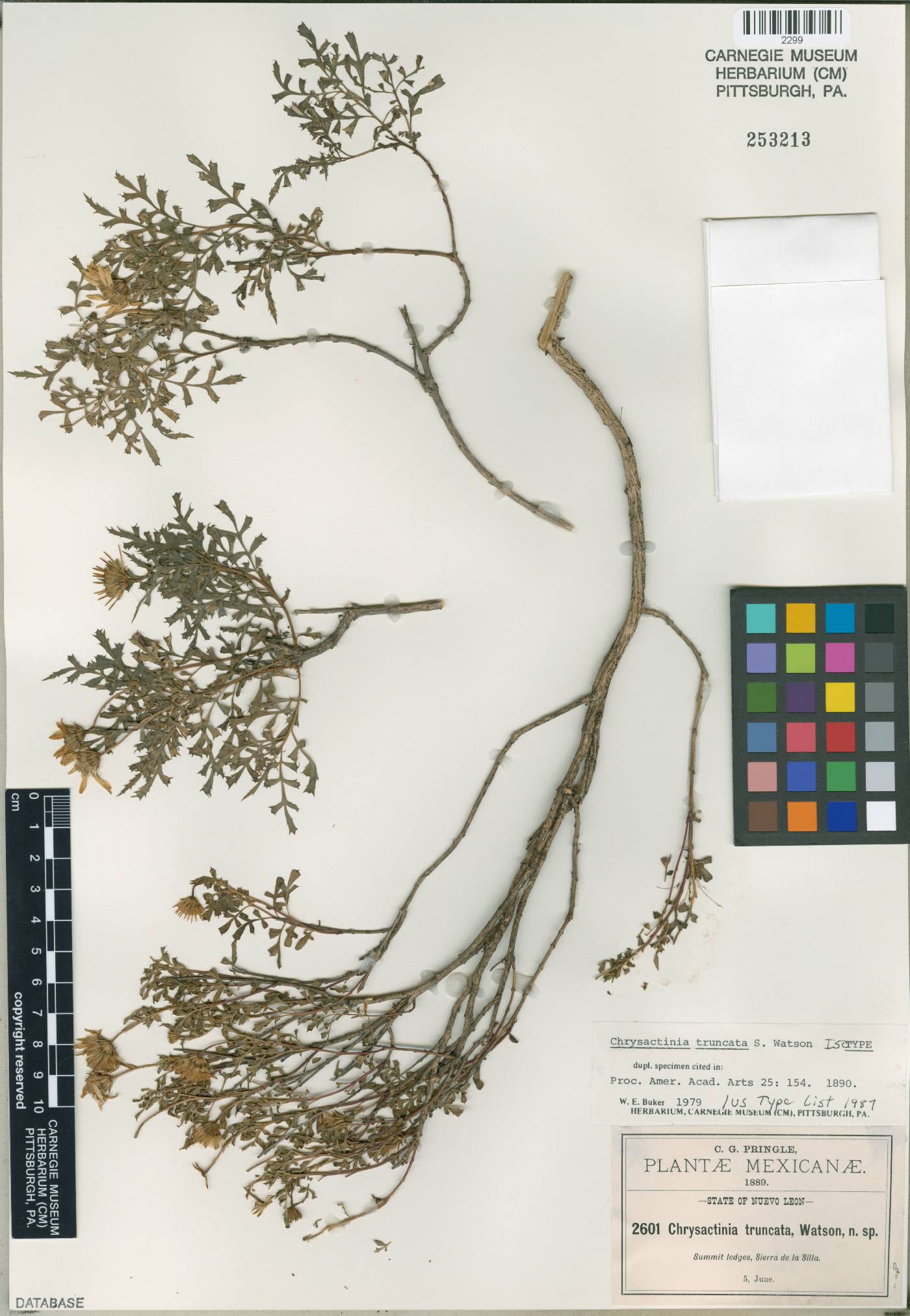 Chrysactinia truncata image
