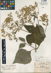 Image of Trigonospermum melampodioides