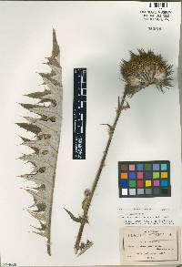 Image of Cirsium pinetorum
