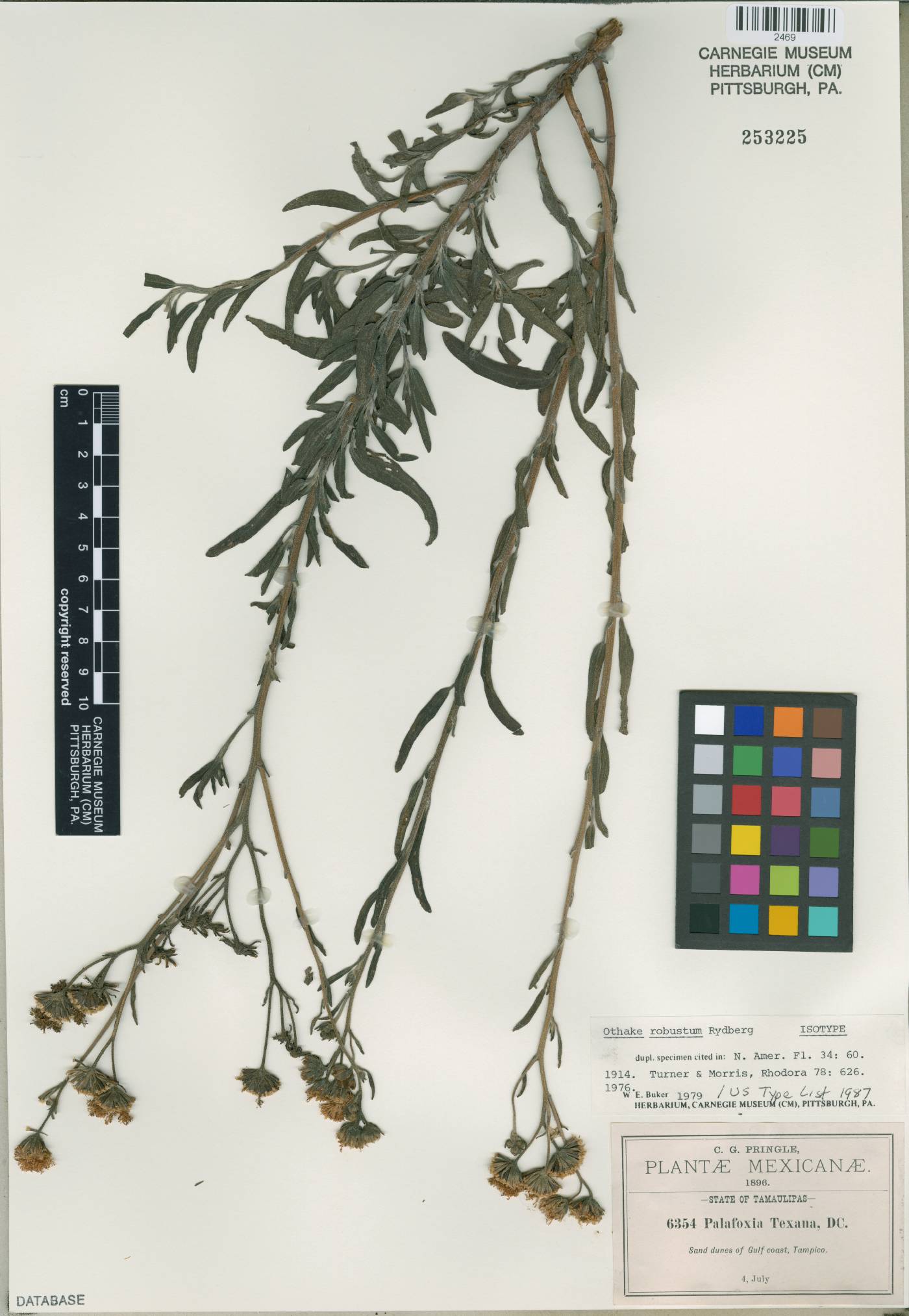 Palafoxia texana var. robusta image