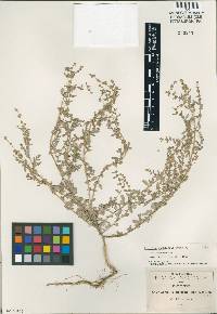 Atriplex pueblensis image