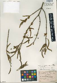 Image of Phoradendron forestierae