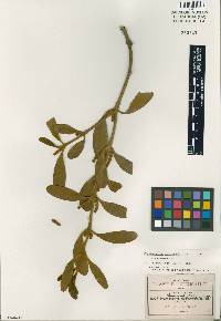 Image of Phoradendron robinsonii