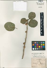 Image of Ficus subrotundifolia
