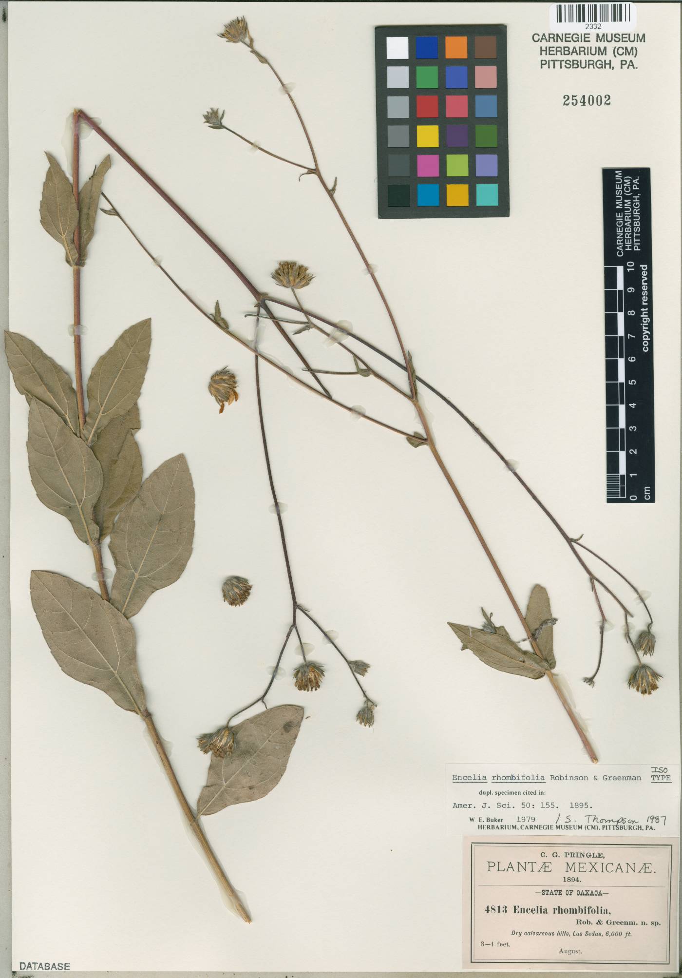 Simsia rhombifolia image