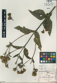 Viguiera trachyphylla image