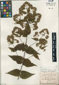 Koanophyllon longifolia image