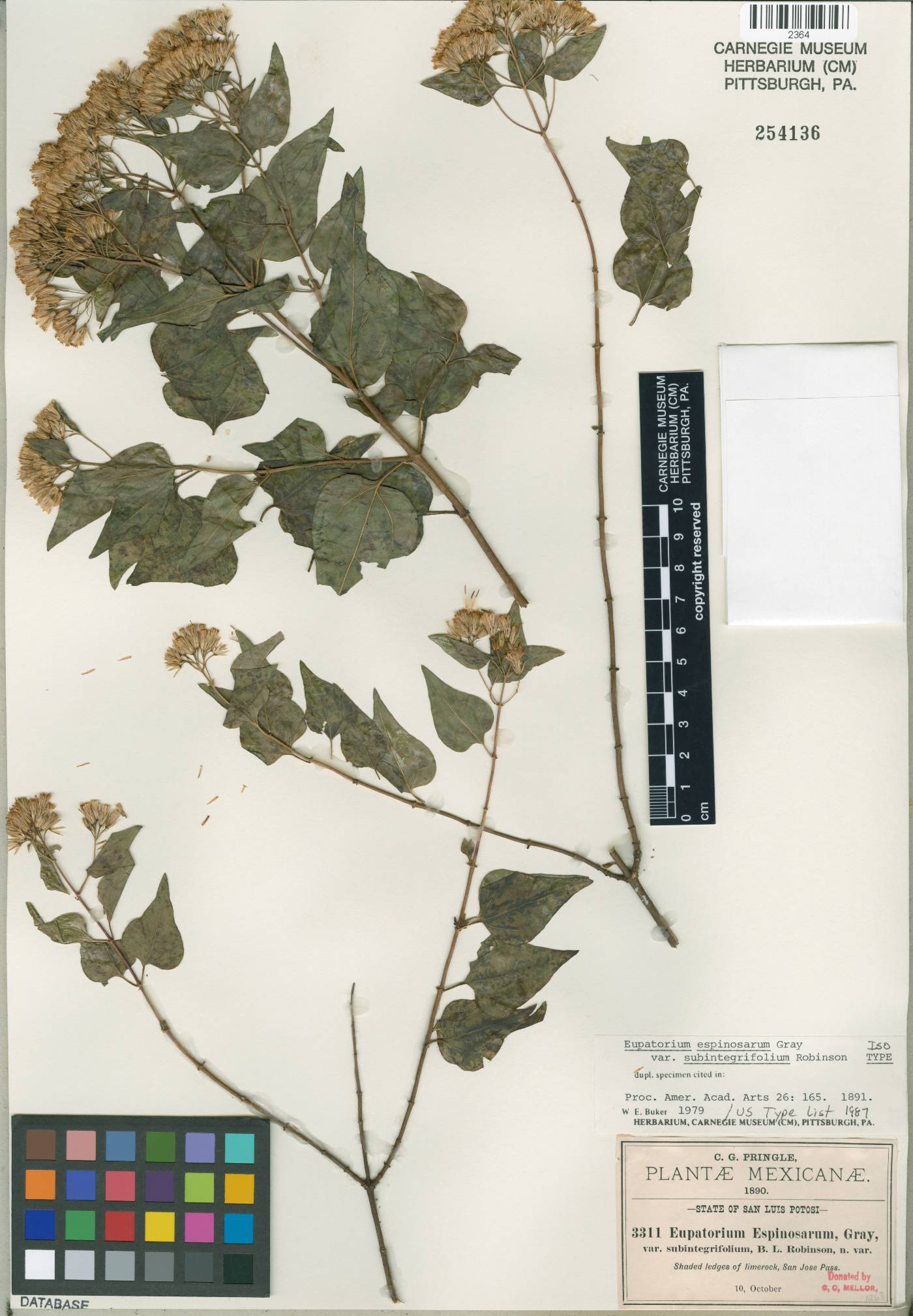 Ageratina espinosarum var. subintegrifolia image