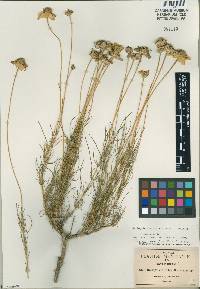 Heliopsis filifolia image