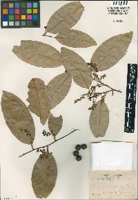 Image of Prunus guanaiensis