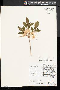 Rhododendron prinophyllum image