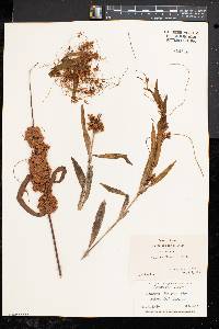 Cuscuta gronovii image