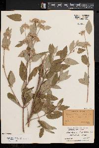 Pycnanthemum incanum image