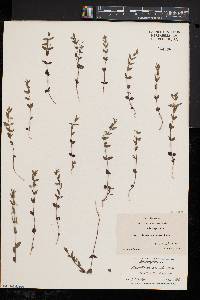 Scutellaria parvula var. leonardii image