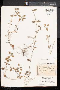 Phlox stolonifera image