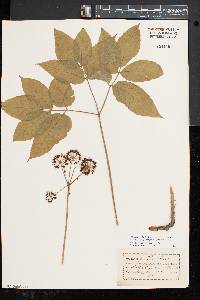 Aralia nudicaulis image