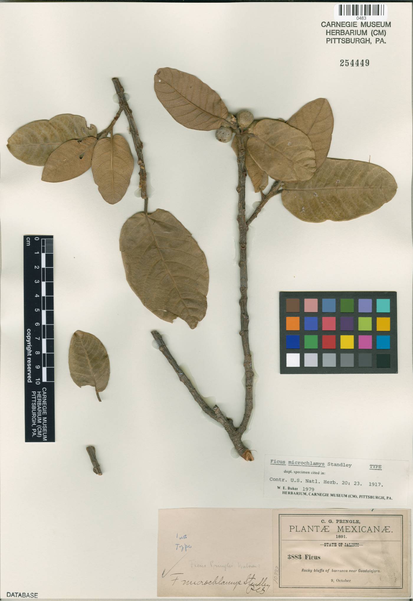 Ficus microchlamys image