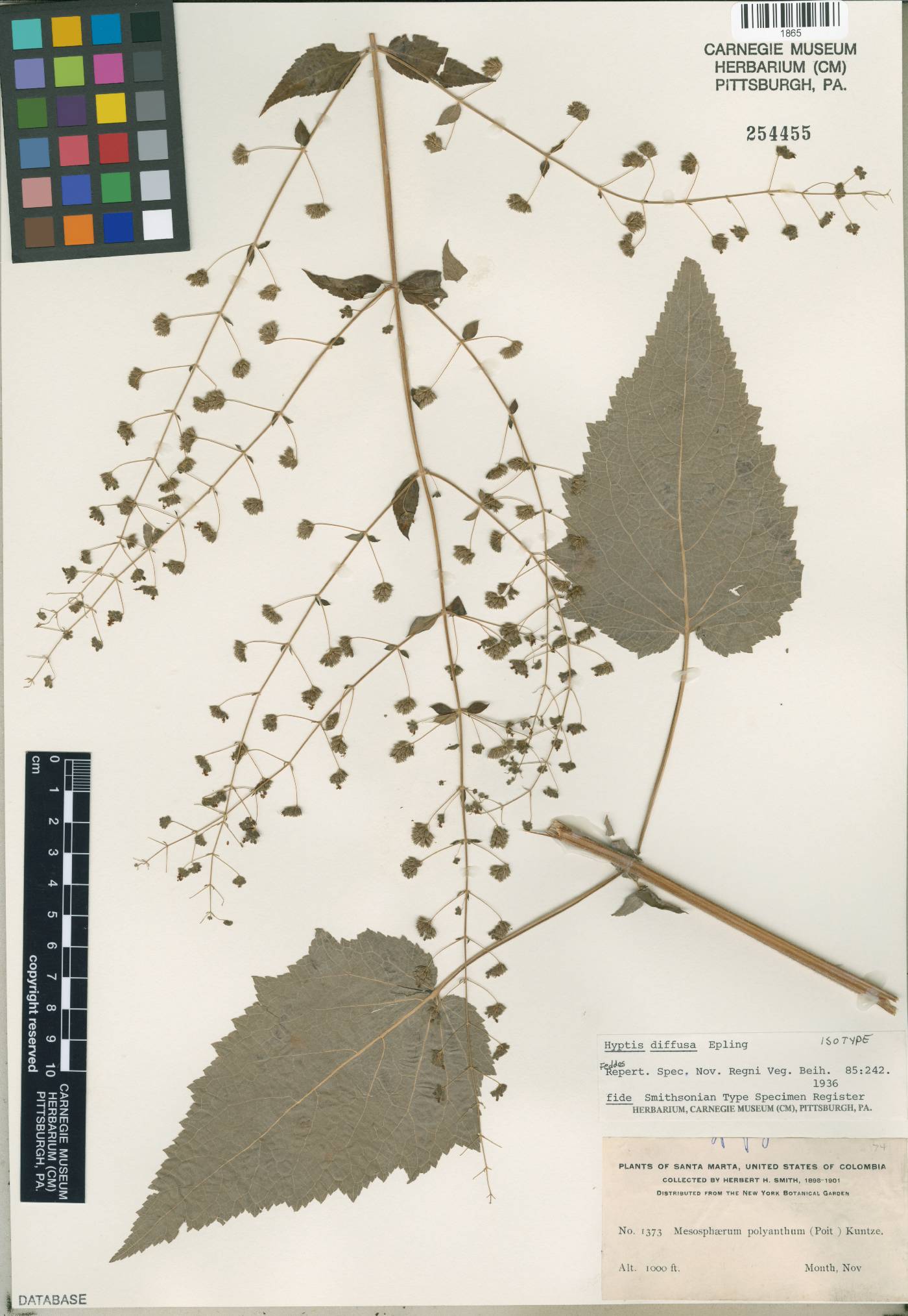 Mesosphaerum diffusum image