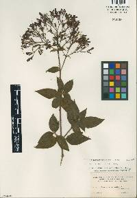 Image of Monochaetum tetrandrum