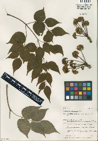 Aralia excelsa image