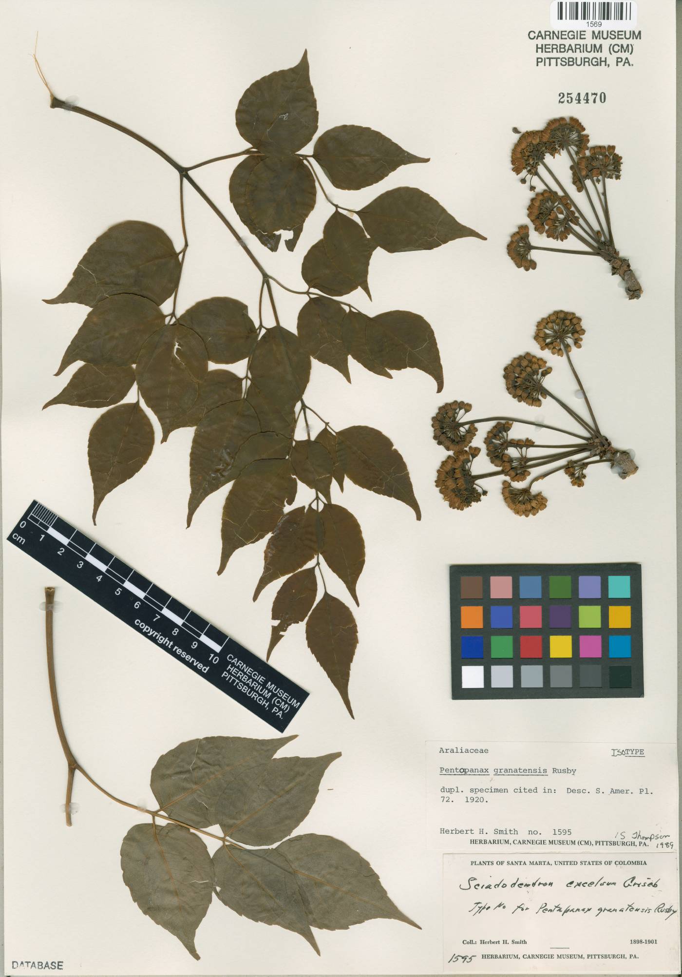 Aralia excelsa image