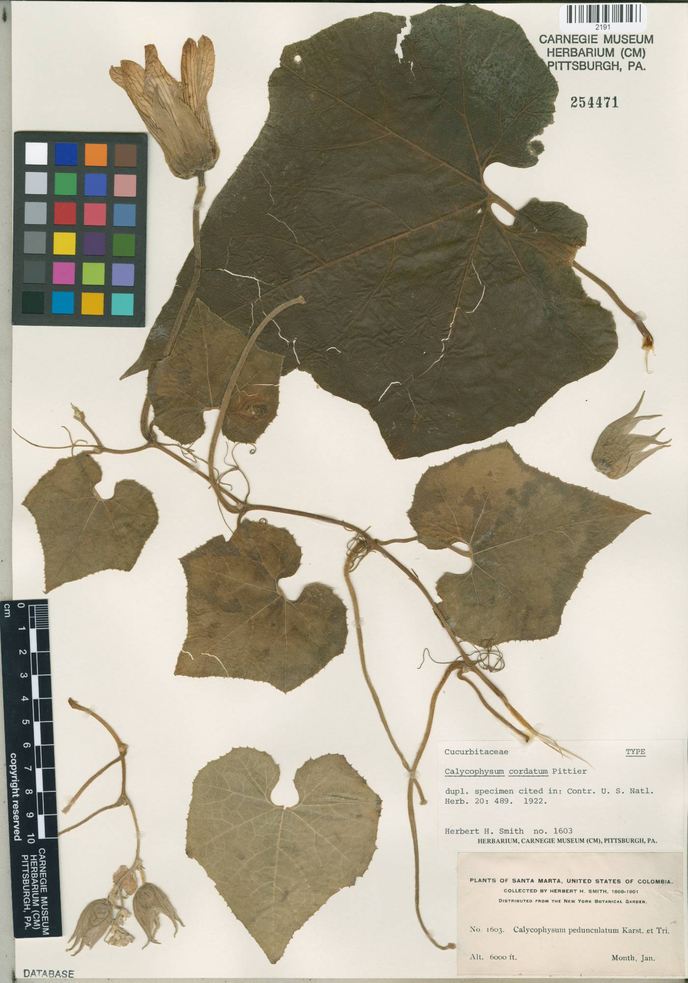 Calycophysum spectabile image