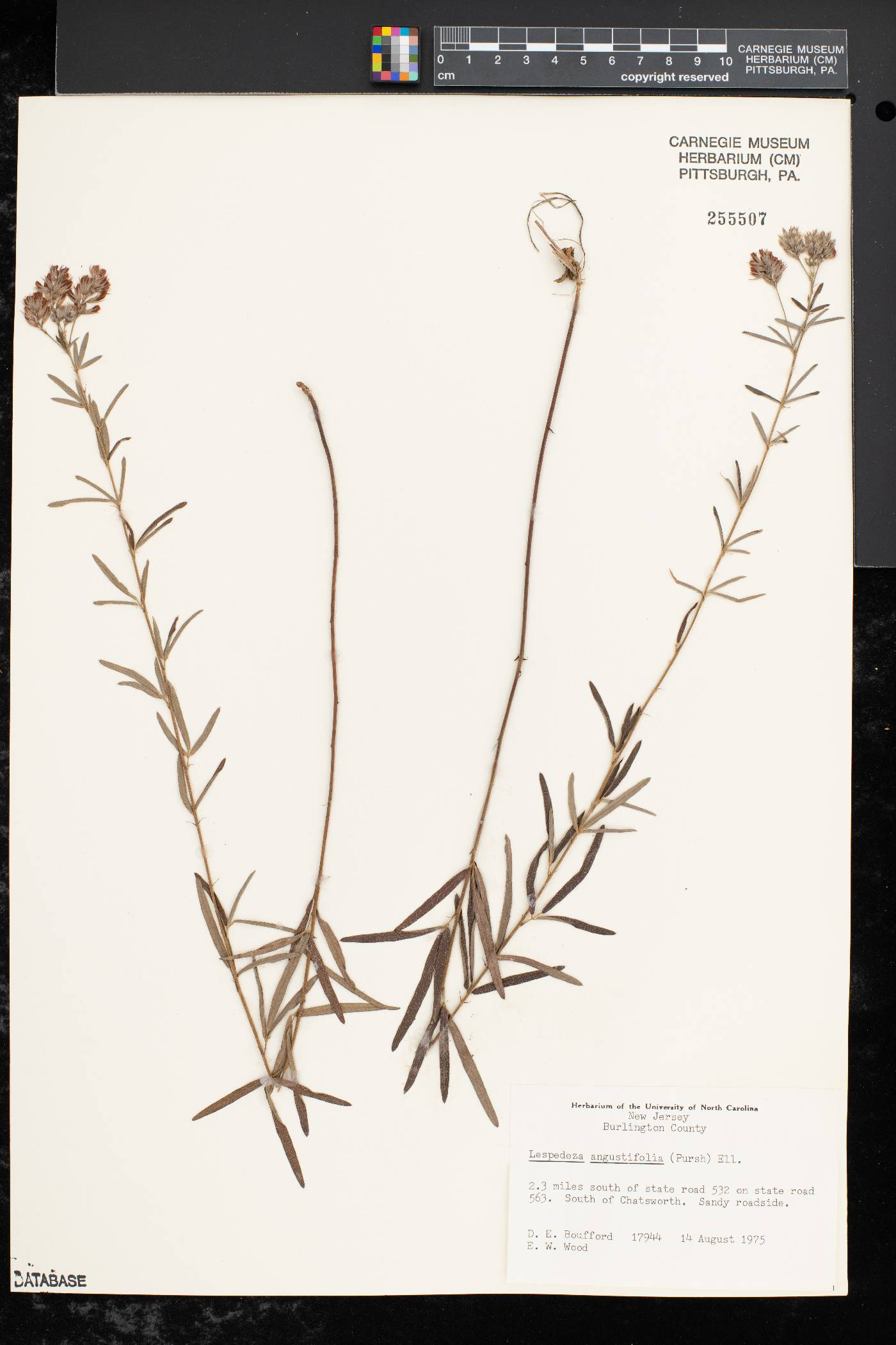 Lespedeza angustifolia image