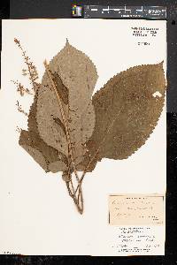 Collinsonia canadensis image