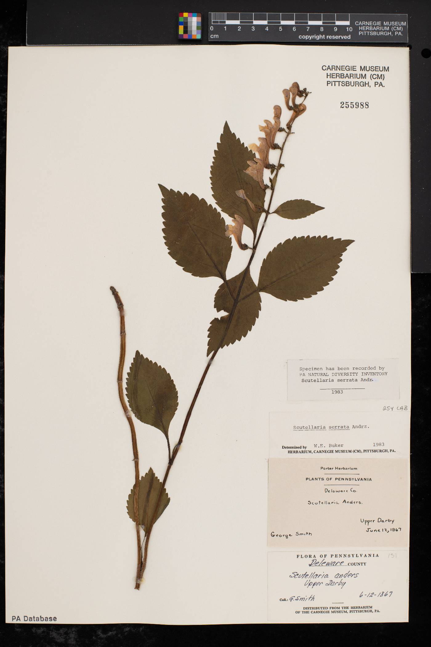 Scutellaria serrata image