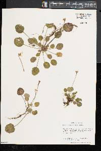 Image of Shortia rotundifolia