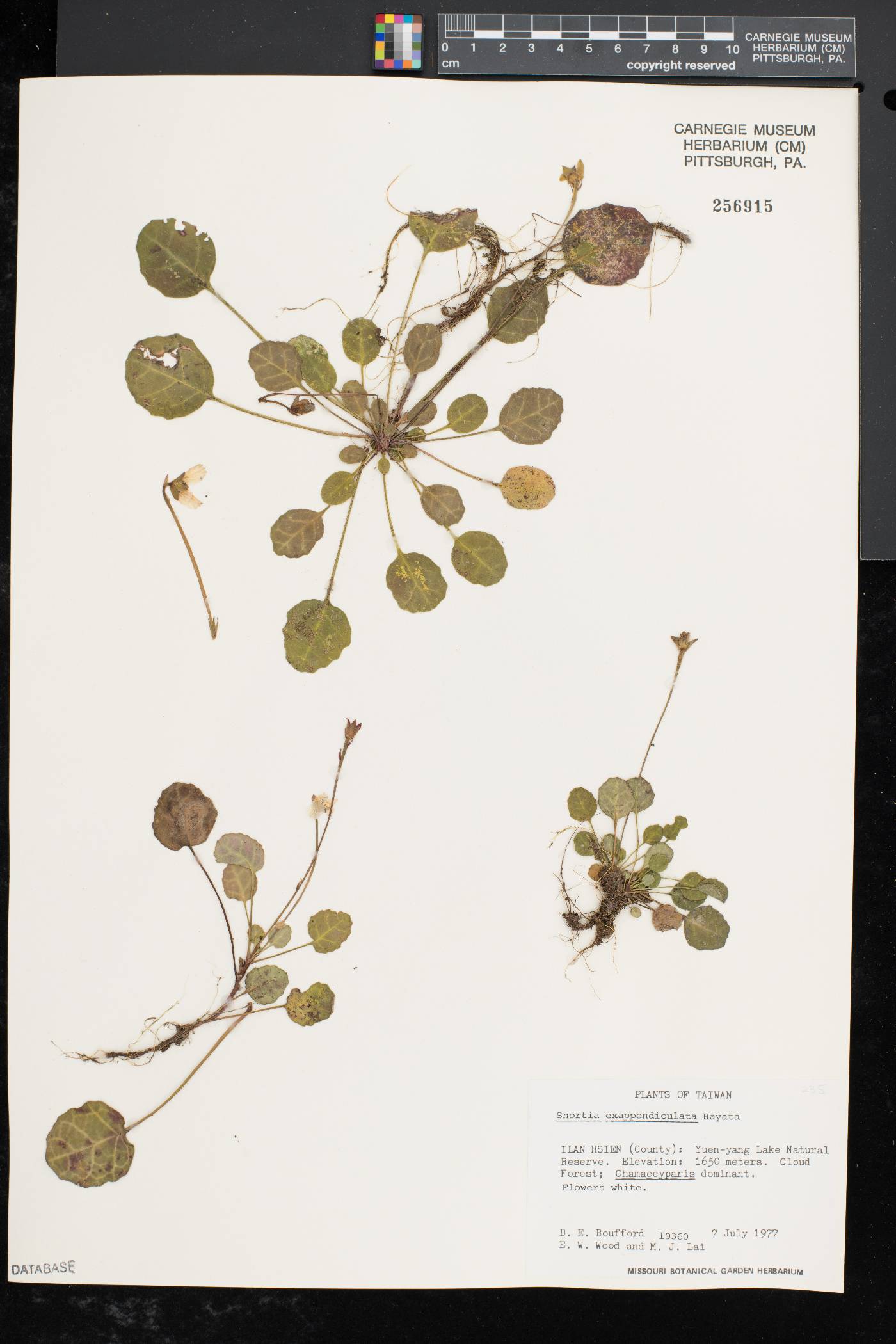 Shortia rotundifolia image