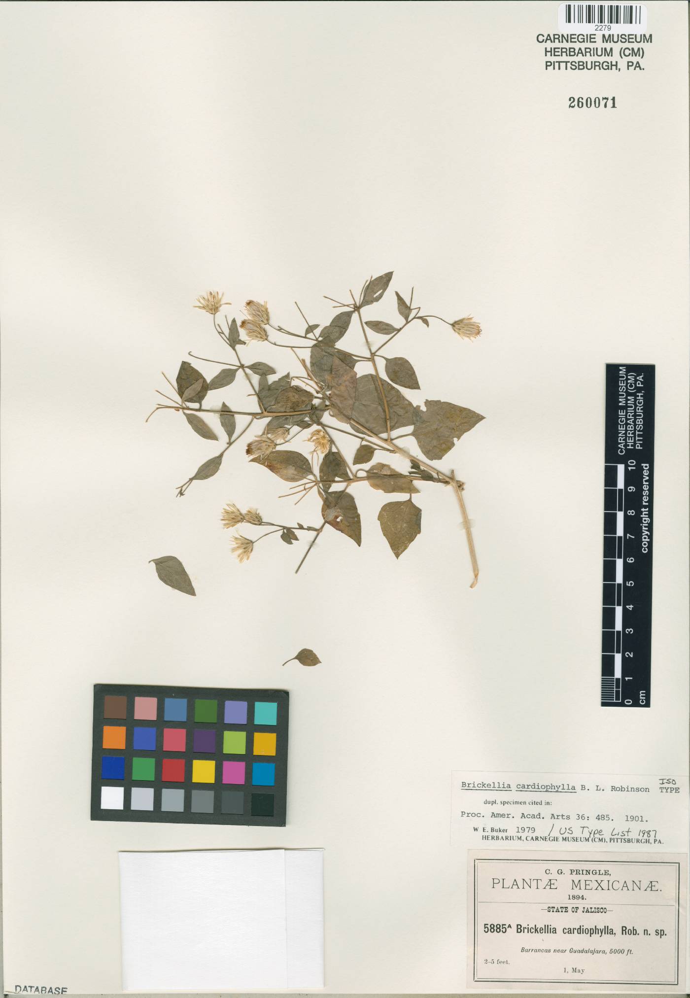 Brickellia cardiophylla image