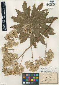 Image of Psacalium megaphyllum