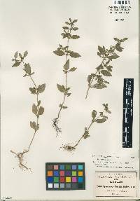 Image of Spermacoce ovalifolia