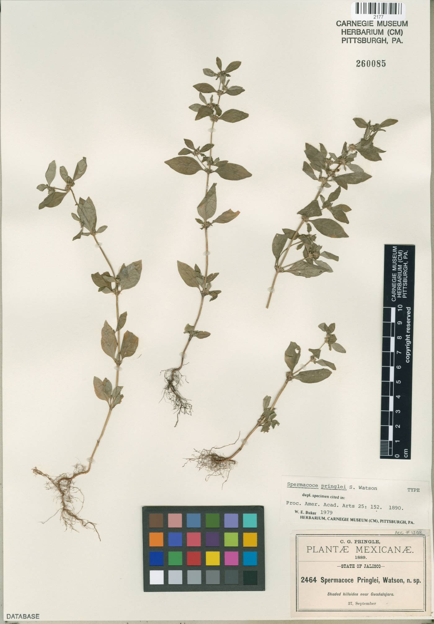 Spermacoce ovalifolia image