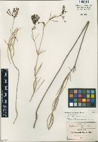 Image of Bouvardia tenuifolia