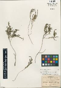 Galium oresbium image