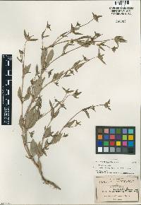 Image of Crusea calcicola