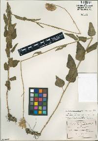 Image of Brickellia monocephala