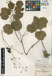 Thalictrum pringlei image