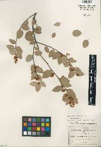 Litsea pedicellata image