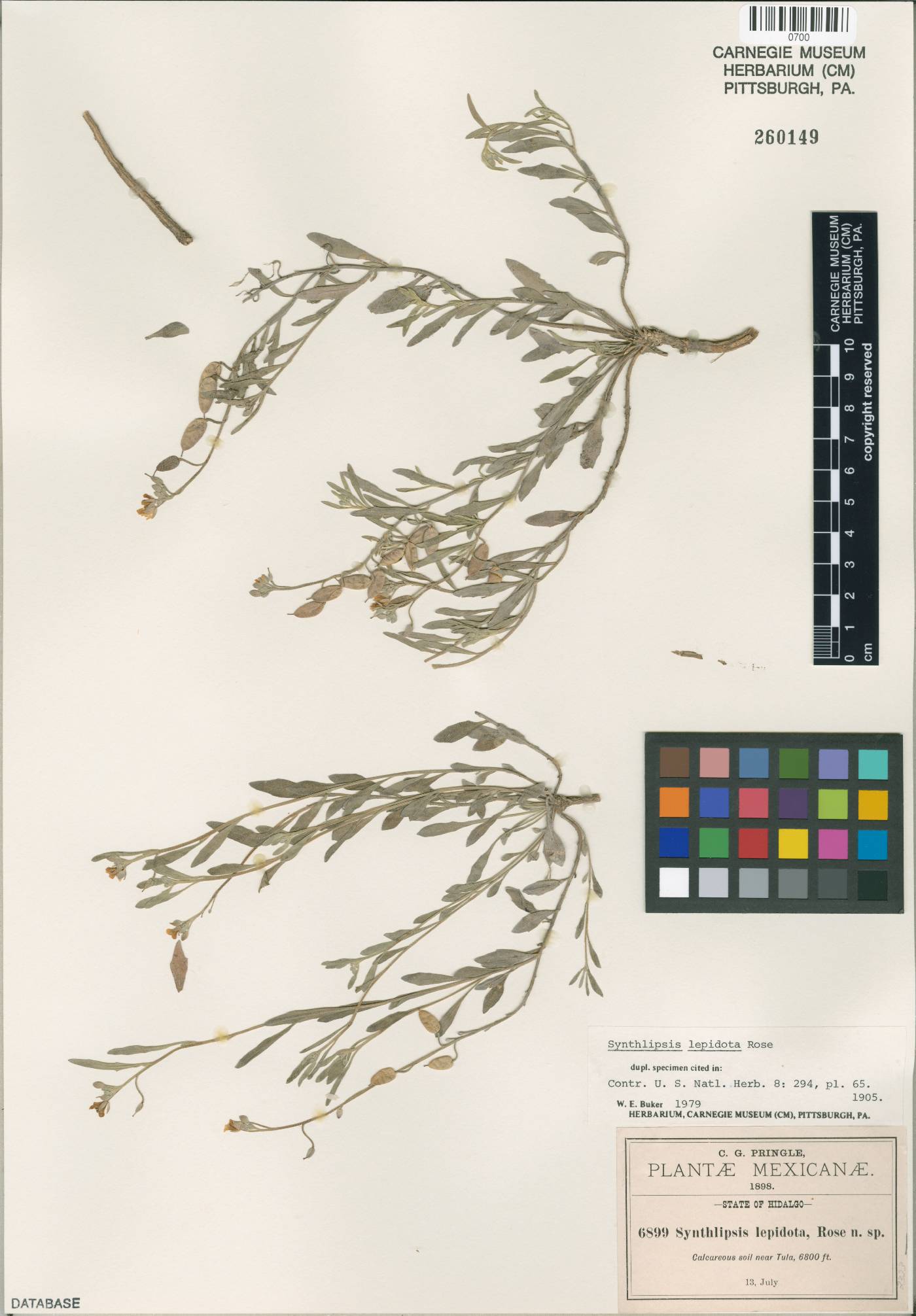 Physaria argentea image