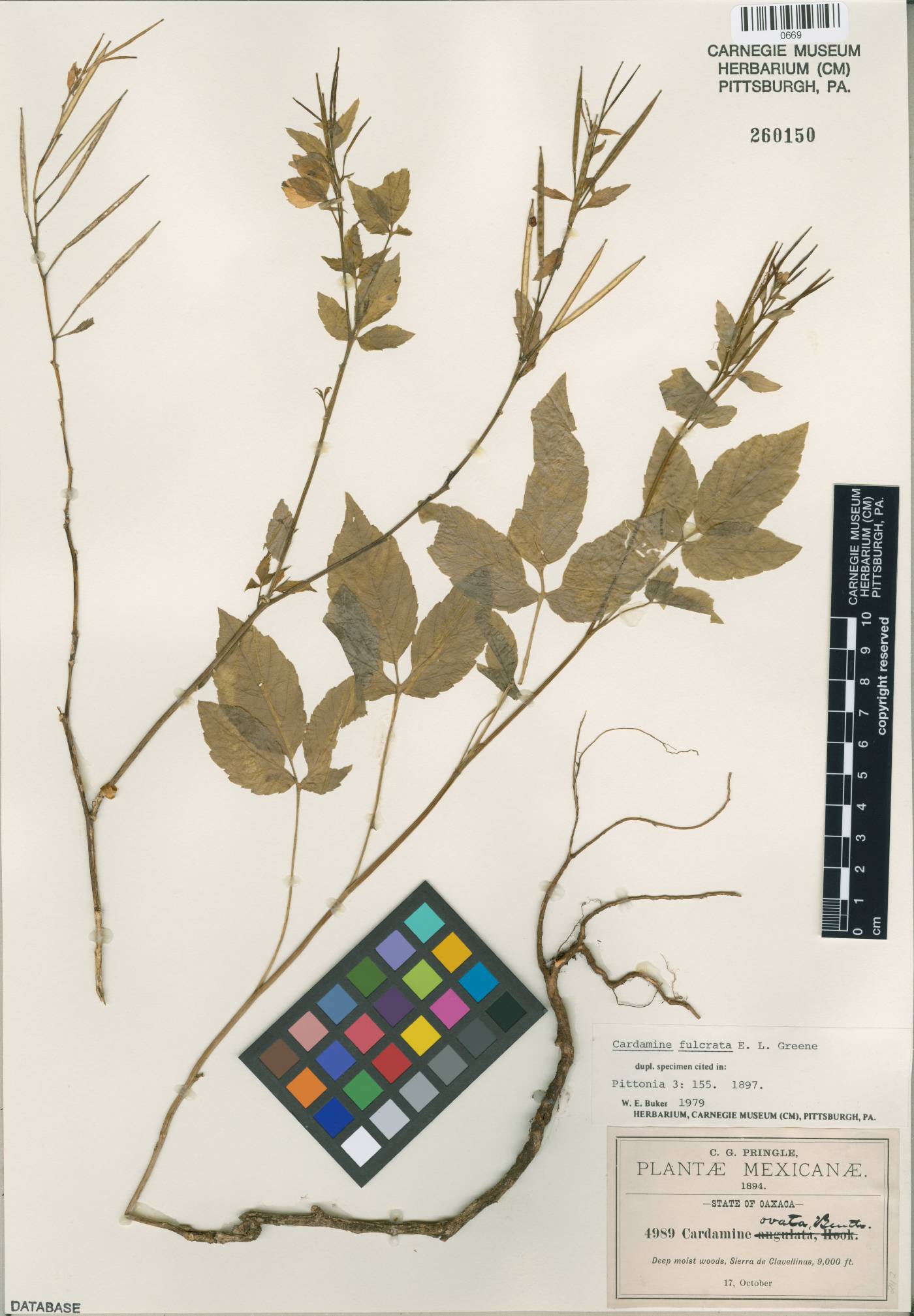 Cardamine fulcrata image