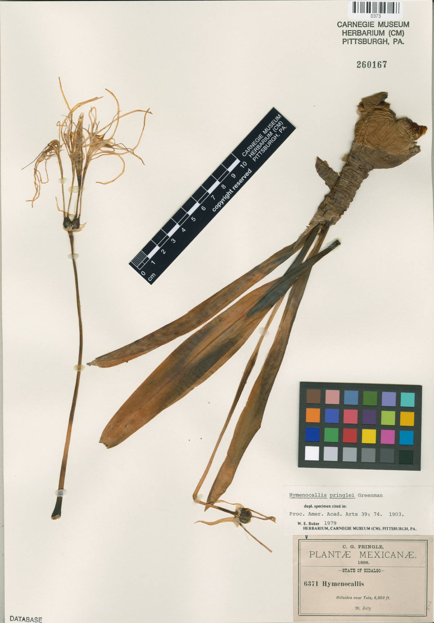 Hymenocallis concinna image