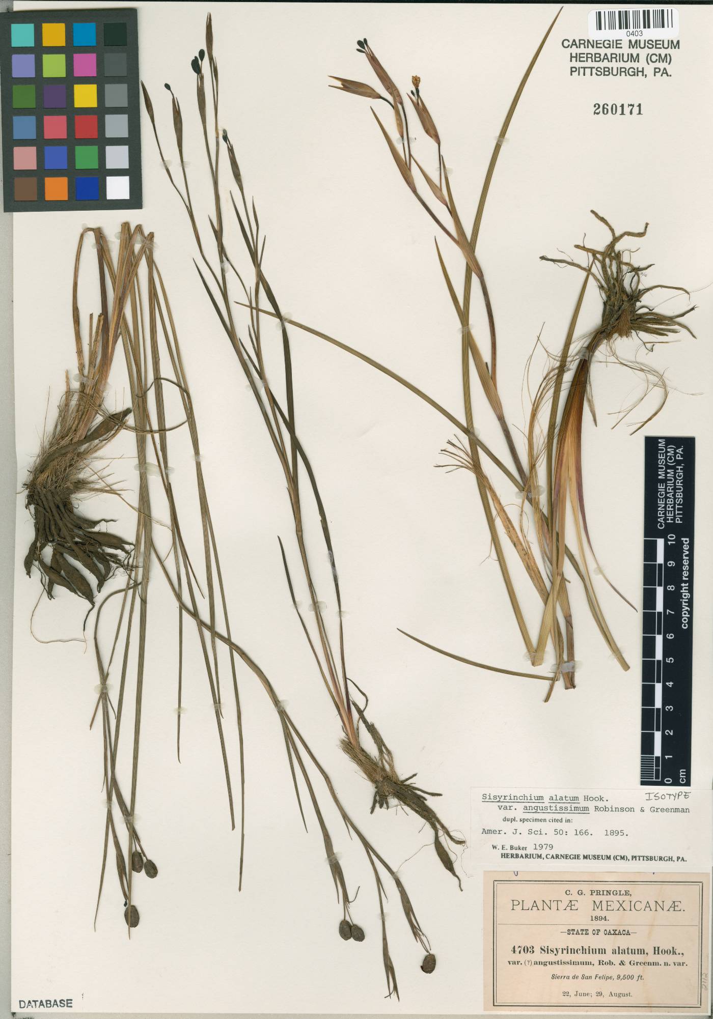 Sisyrinchium angustissimum image