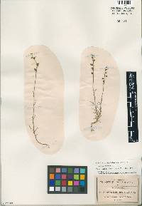 Lobelia irasuensis subsp. picta image