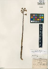 Image of Corallorhiza macrantha
