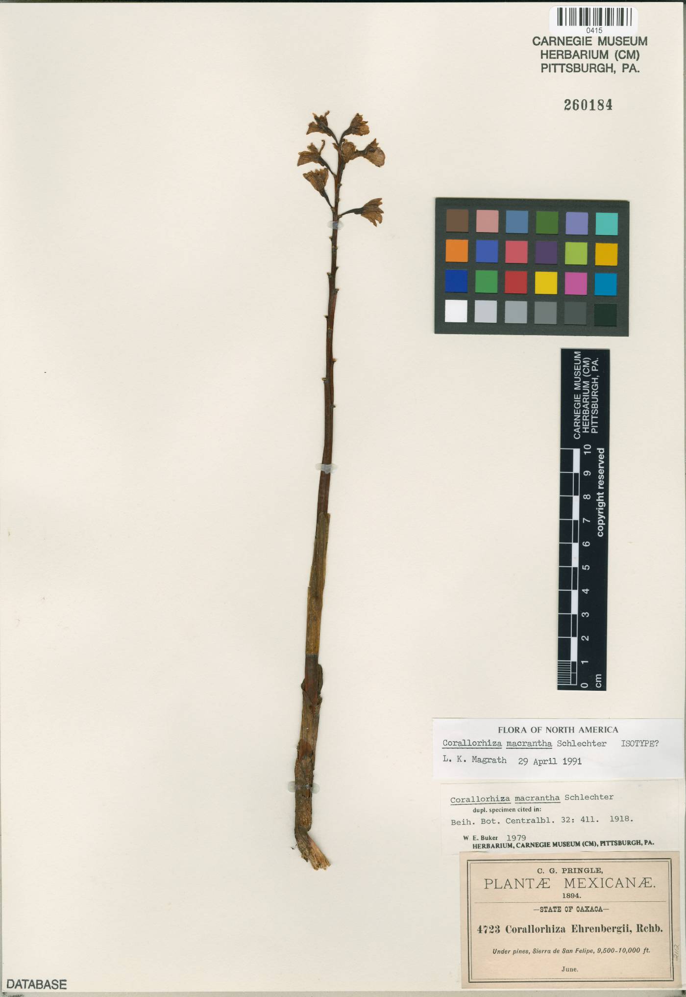 Corallorhiza macrantha image