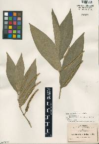 Image of Piper leucophyllum