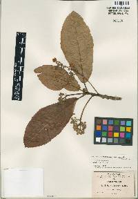 Image of Saurauia pedunculata